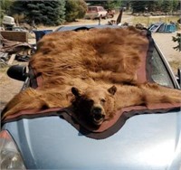 Authentic Brown Bear Rug
