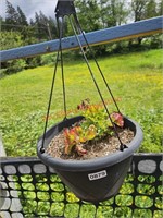 Hanging Plant (deck)