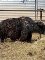 6 y/o registered yak, bred to calf in end of July