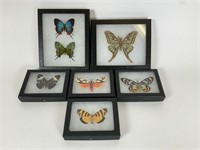 6 Preserved & mounted moths