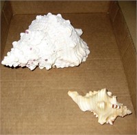 2 Sea Shells