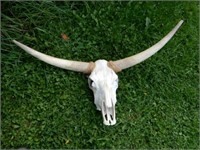 Longhorn Skull Mount