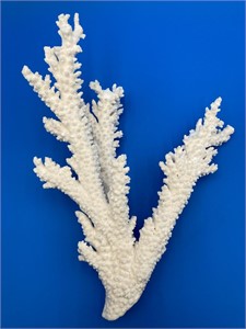 Natural 16” Acropora Florida Branch Coral