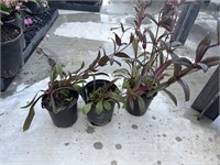 1 Lot of 3 ea Onyx + Pearls Peustemon Plants 1 Gal
