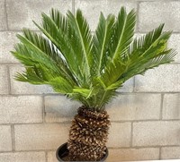 Very Nice Palm Tree