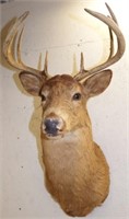 9-Point Whitetail Deer / Buck / Antlers / Rack