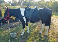 (VIC) WALLY BAJOLLY - QH X PAINT GELDING
