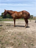 Citizen; AQHA Sorrel Gelding