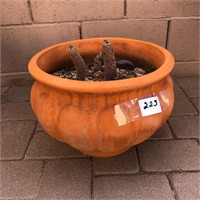Terracotta Planter / Cactus
