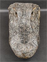 Preserved Taxidermy Alligator Head