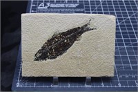 Fossil Fish specimen, Wyoming, 8.4 oz