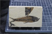Fossil Fish specimen, Wyoming, 13.2 oz