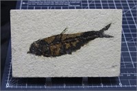 Fossil Fish specimen, Wyoming, 9.8 oz