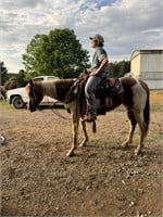 MONEY-6 YR OLD PAINT MARE-VIDEO
