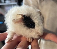 Female-Guinea Pig-Born 03/19/2024