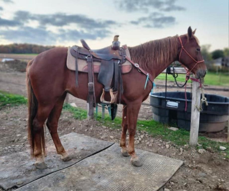 Rain's Royal Flush - Sorrel 2011 Model TWH Mare