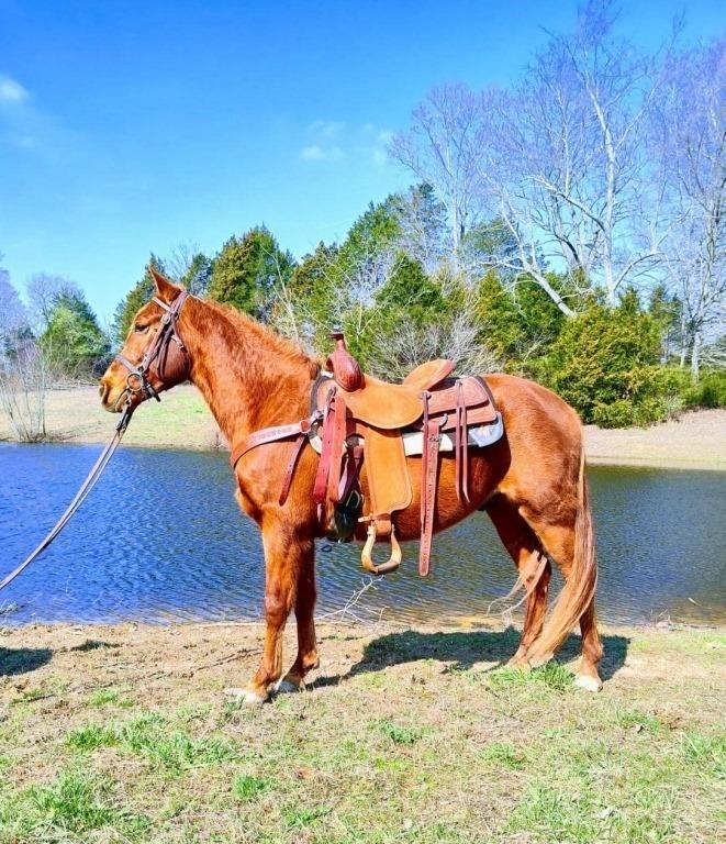 Sammy - 4 YO Sorrel TWH Gelding