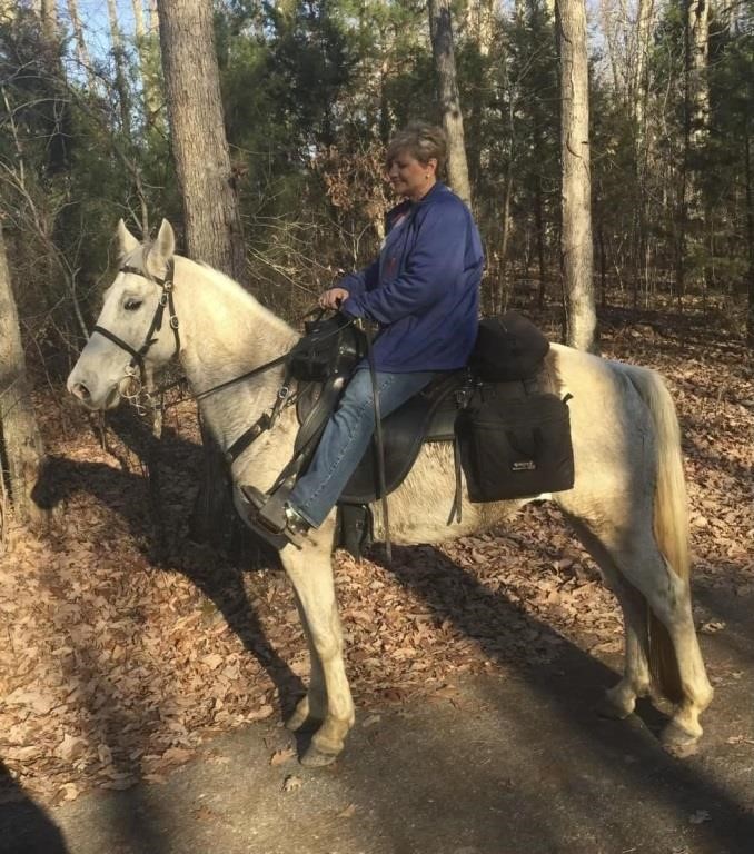 Chism - 15 YO Gray Gelding