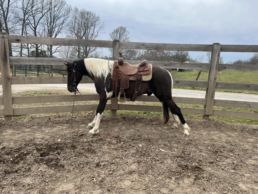 Digger - 4 YO Black & White Spotted Gelding