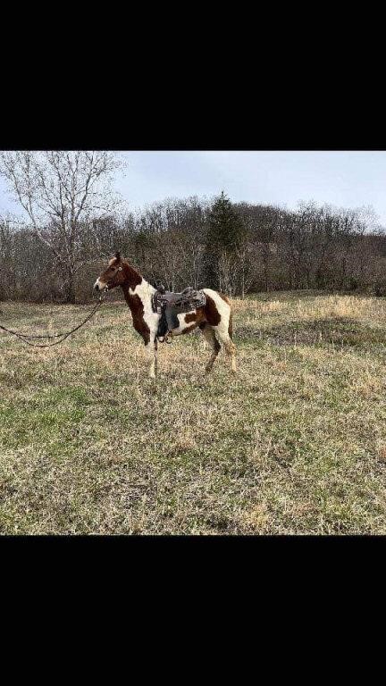 Rosey - 8 YO Red & White Spotted Mare