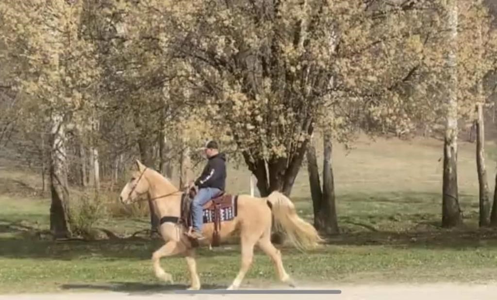 Trigger - 10 YO Palomino Gelding