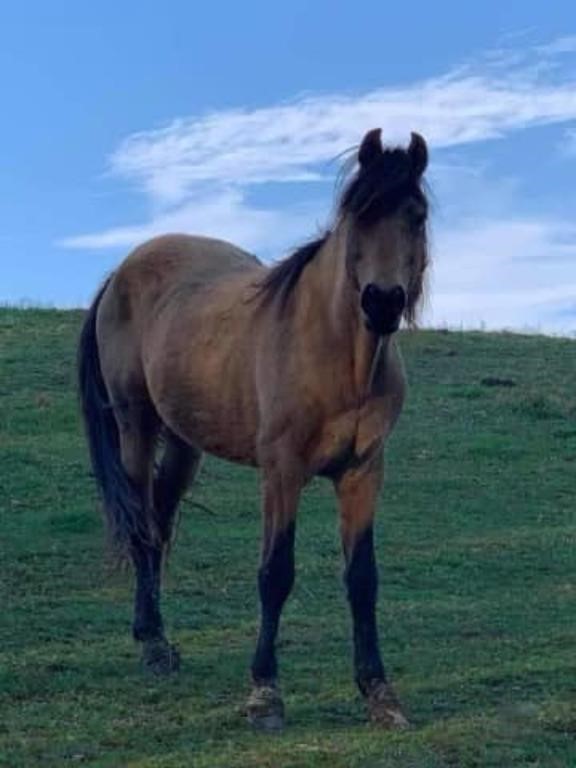 Rumor Has It - 2010 Model Buckskin Gelding