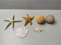 Starfish, Sand Dollar, Shells
