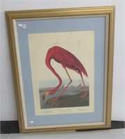 Audubon of American flamingo framed and matted