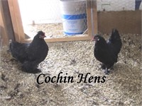 Black Cochin Hens (2)