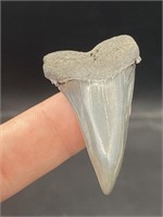 Shark, Fossil, Natural, Collectible, Specimen, Too