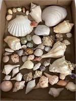 Seashells