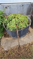 24 inch metal wash tub with plants