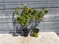 2 Seedless Grape Plants