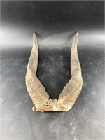 Set of African horns with skull 12" long