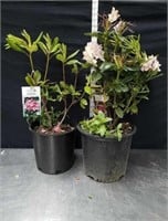 28-in Holden Rhododendron and 25 inch grandiflora