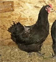 Jersy Giant hen, 2020 hatched