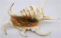5.5" Spider Conch Sea Shell