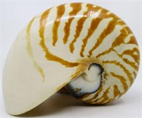 5.5" Tiger Striped Nautilus Sea Shell