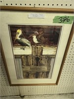 Framed print of pelican and seagull by Marion