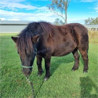 "Rosewood Park Sahara" 2019 Shetland Pony Mare