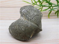 BRACHIOPOD ROCK STONE LAPIDARY SPECIMEN