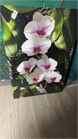 Orchid photo picture