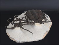 Incredible High Relief Spiny Trilobite Selenopelti