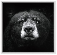 SIGNWIN Framed Canvas Print Wall Art Grizzly Bear