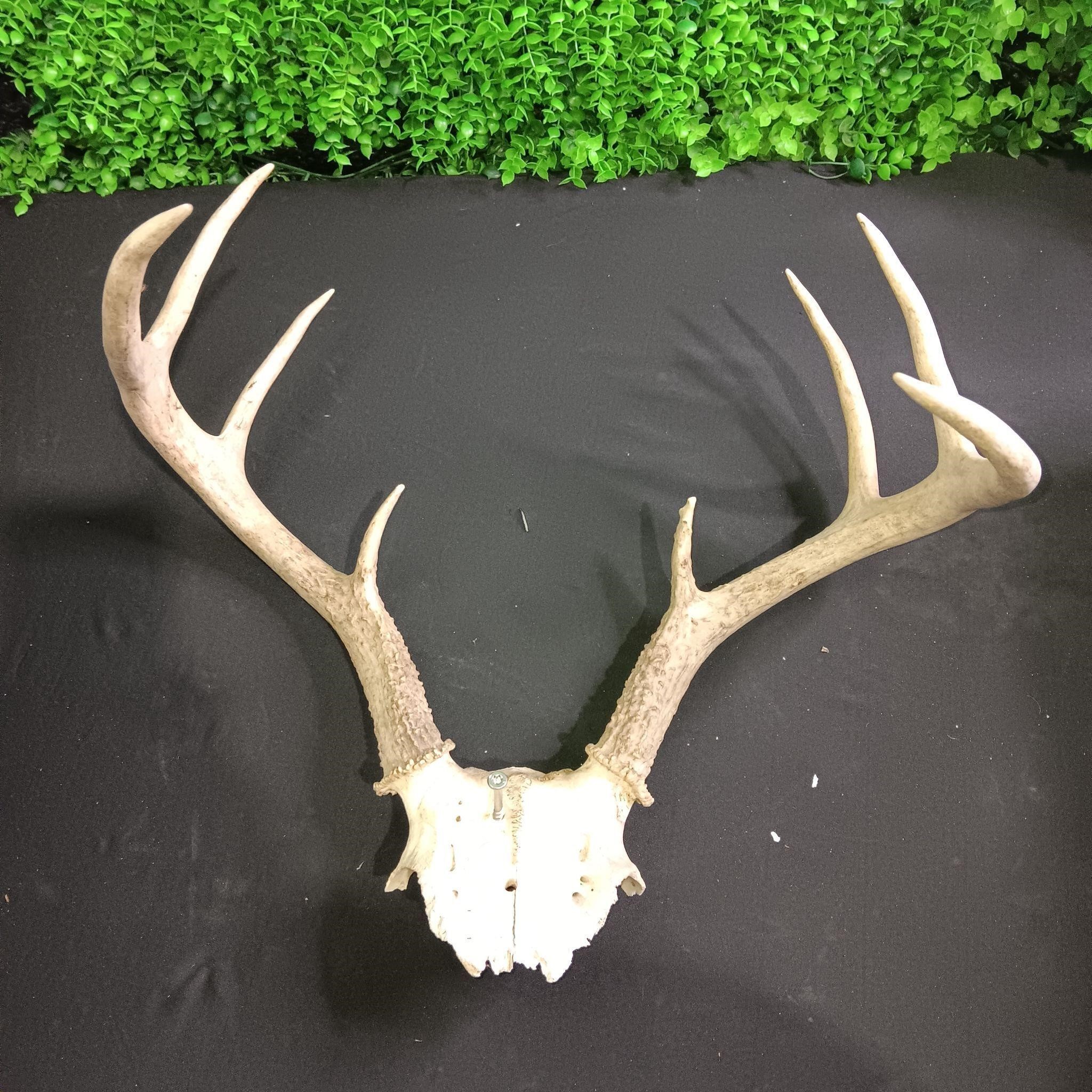 Deer Antlers Size 11 x 11