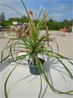 Small Ponytail Palm