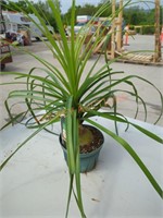 Small Ponytail Palm