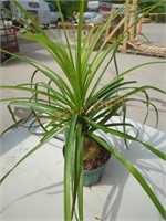 Small Ponytail Palm