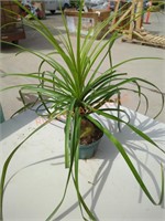 Small Ponytail Palm