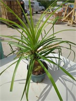 Small Ponytail Palm